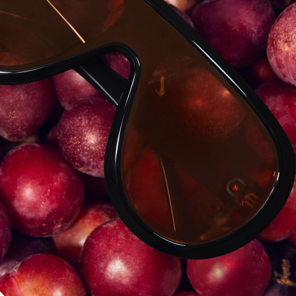 BLACKDARK APRICOT